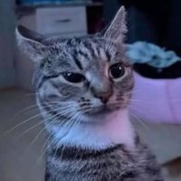 Vnnnnry (@ivnreyes227325) 's Twitter Profile