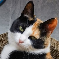 ydsml (@kopyqtymm4woevg) 's Twitter Profile Photo