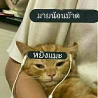 n.n.ชีวิตนี้ขอแพ้แค่ชีเร้ก ส่วนแม็กกี้เดี๋ยวเจอกัน (@ninee_ykdbb4) 's Twitter Profile Photo n.n.ชีวิตนี้ขอแพ้แค่ชีเร้ก ส่วนแม็กกี้เดี๋ยวเจอกัน (@ninee_ykdbb4) 's Twitter Profile Photo