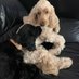 Daisy ๐ฎ๐ช ๐โ๐ฆบ & Alfie ๐ ๐๐ฅฐ (@byrnecocker) Twitter profile photo Daisy ๐ฎ๐ช ๐โ๐ฆบ & Alfie ๐ ๐๐ฅฐ (@byrnecocker) Twitter profile photo