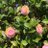 lovely__jinsei