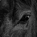 BLACK HORSE 2๐๐ (@biackh0rce2) Twitter profile photo BLACK HORSE 2๐๐ (@biackh0rce2) Twitter profile photo
