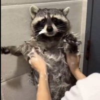 たけしふくおか (@cxxihua) 's Twitter Profile Photo