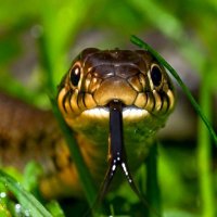 Zodiak (@zodiakdeepness) 's Twitter Profile