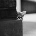 Purrfect (@sirpurrfect) Twitter profile photo Purrfect (@sirpurrfect) Twitter profile photo