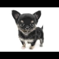 ともき🐩 (@tomotomo_n_m) 's Twitter Profile