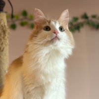 agamenjoy (@34man_no) 's Twitter Profile