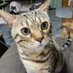 滝沢猫広場 (@oyasushitoron) Twitter profile photo 滝沢猫広場 (@oyasushitoron) Twitter profile photo
