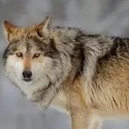 実は、オオカミは非常に知能の高い動物です。彼らは非常に社交的で、家族や群れの中で密接な絆を築きます。