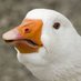 angry_goose (@angry_goose99) Twitter profile photo angry_goose (@angry_goose99) Twitter profile photo