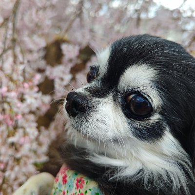 ryu_gai_46's profile picture. おっさん趣味垢
※無断画像転載禁止
カクヨムにて異世界小説公開中
https://t.co/QWfcjZgKY8
最近は美プラに沼り中
AI画像生成で遊んでます.エルフ、メカ娘、ケモミミ要素多め
プロンプトはnoteで公開します
https://t.co/NH1siTICV1