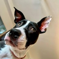 Pet Lifestyles Magazine (@petlifestylesny) 's Twitter Profile Photo Pet Lifestyles Magazine (@petlifestylesny) 's Twitter Profile Photo