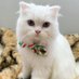 Anthony (@helenn0701) Twitter profile photo Anthony (@helenn0701) Twitter profile photo