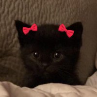 kat (@katreenatecson) 's Twitter Profile