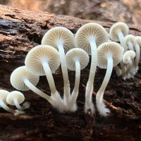 Yuki Yamamoto (@y_yukinoko2010) Twitter profile photo