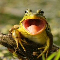 Lord Froog ๐ฆ๐ธ (@h0rny4th0rny) 's Twitter Profile