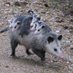 Swamp_possum (@swamp_possum83) Twitter profile photo Swamp_possum (@swamp_possum83) Twitter profile photo