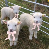 fluffywithlove (@fluffywithloves) 's Twitter Profile