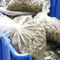 STONERS BUD💨🍀🌿 (@cartelbuds1) 's Twitter Profile