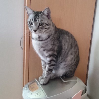 ikurataiko0118's profile picture. 