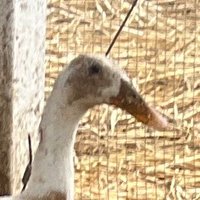 TucTuc_theDuck (@tuctuc_theduck) 's Twitter Profile
