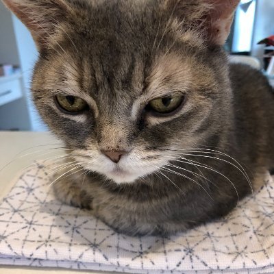 MAGA, Space X, Tesla, and X enthusiast.
🇺🇸 Donald Trump won🥇Proud Patriot. Pro Elon Musk
Cat lover