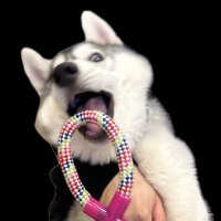 ハスキン 【シベリアンハスキー】 (@haskinhuskylife) 's Twitter Profile Photo