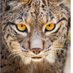 Lince lberieo (@rachelmend35643) Twitter profile photo Lince lberieo (@rachelmend35643) Twitter profile photo