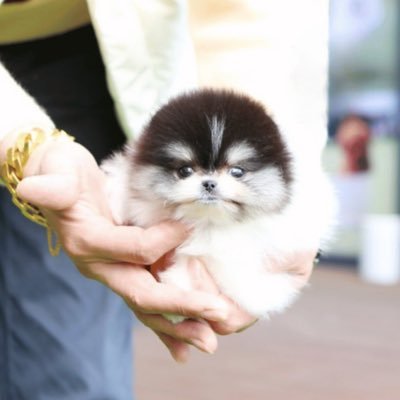 We deliver ethically raised, health-checked teacup puppies with love. Trusted by families across Canada, the U.S., and beyond. 🐾