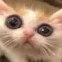 ๐ฉ ๐ด ๐ณ ๐ต ๐ฆ ๐ต ๐ฎ ๐น ๐ด Bio-Transman ๐คก๐๐ง (@papipankoalf) 's Twitter Profile