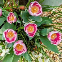 Garden Clippings π±π»πΊπ¦ (@gardensnippets) 's Twitter Profile