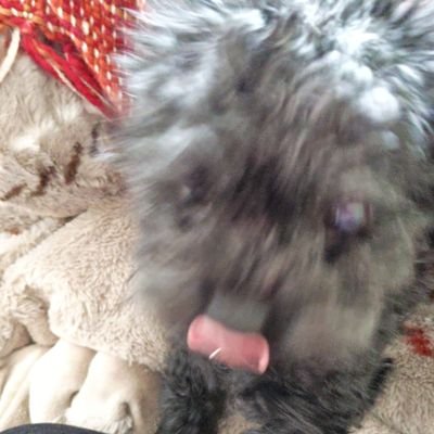 だーさんのプロフィール画像