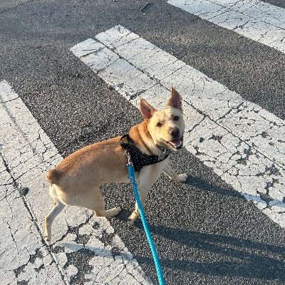 Tommy_VA10's profile picture. Politics & NY Sports