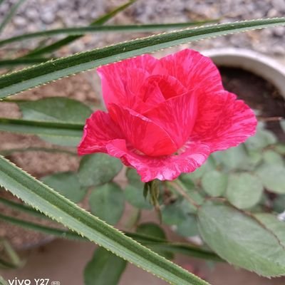 Rose008171's profile picture. I believe that I am never alone, Allah is always with me, embracing me and hugging me, thank you Allah爐