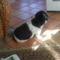 DEAN ENGELAGE (@tuffythedog1) 's Twitter Profile