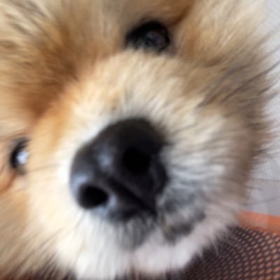 rachioella's profile picture. LC/CFS since 2023 . interested in research and awareness to help improve QOL