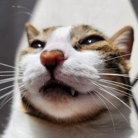 Juan (@juanelgatinho) 's Twitter Profile