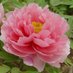 Suffruticosa Paeonia (@suffruticosa_) Twitter profile photo Suffruticosa Paeonia (@suffruticosa_) Twitter profile photo