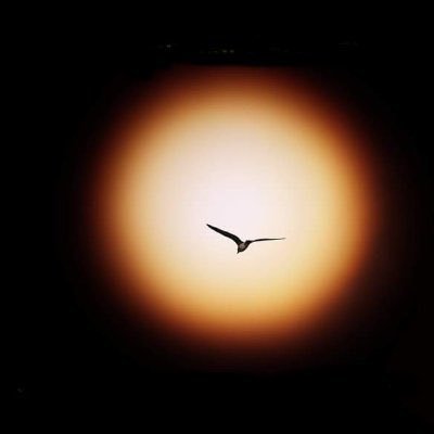 bulganoguz's profile picture. Bir Sevdadır Samsunspor @forzasamsuncom