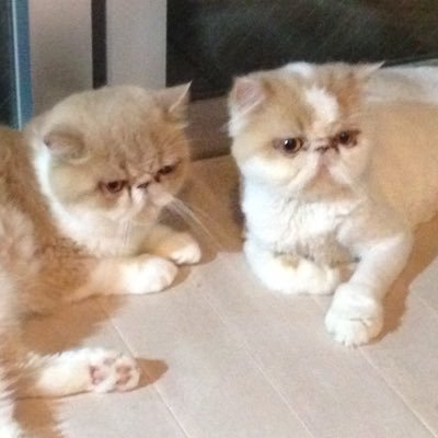 あっちもこっちも手出した挙句、ツイ廃になった。ギター(ちょっとだけ)とロードスター。 時々にゃんこ。雑多垢です。無言フォロー失礼。投資・出会い系いらない。遠くへ行きたい。#RSの意味ない会