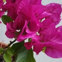 Döndü D. Almanca öğr.🇩🇪 (@dnddagdelen) 's Twitter Profile Photo