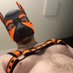 Pup Axel (@pup_axel1) Twitter profile photo Pup Axel (@pup_axel1) Twitter profile photo