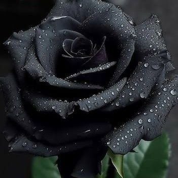 SennaCarlinhos's profile picture. Aquariano♒
Pernambuco