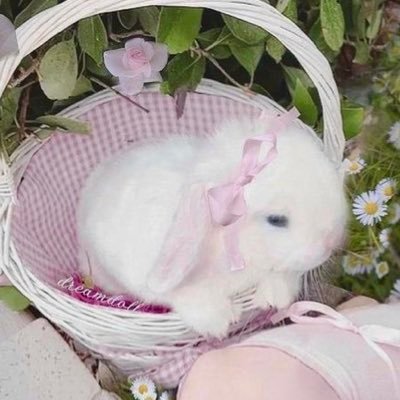 suckurtibbys's profile picture. ur friendly neighborhood rabbit ૮꒰˶ᵔ ᵕ ᵔ˶꒱ა @whostiba