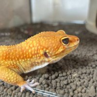 David Smith (@davidsmith1084) 's Twitter Profile