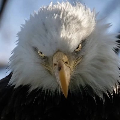 Alsnotgud's profile picture. Originalism - 2A Secures All - Federalism - Life - MAGA -Deport ALL Illegal Invaders - Back👮‍♂️&👨‍✈️ - Project Recover -🚫Woke - ❤️ Mtns - 🚫DM🚫- 45/47