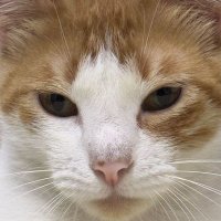 Lechowski Celeste (@jave95) 's Twitter Profile