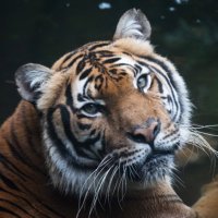 絹さや🫛 (@kinusayapeas) 's Twitter Profile Photo