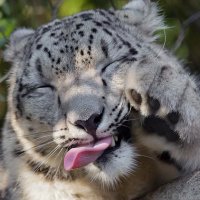 Rex (@rexrexsnep19) 's Twitter Profile