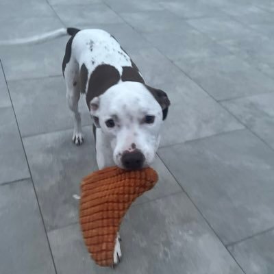 YungSmaaash's profile picture. Ape eat mushroom. Ape become man. Man become mushroom.